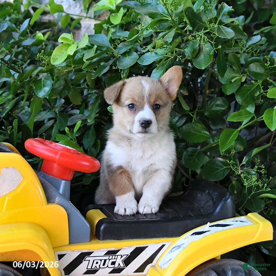 Welsh Corgi Pembroke dogs Macey - Ad 2