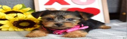 Yorkshire Terrier dogs for sale: Haddie - Ad 5