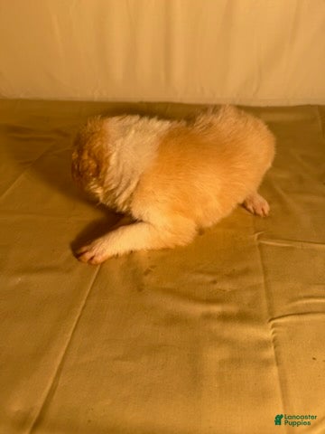 Border Collie dogs for sale: Golden Male  - Ad 2