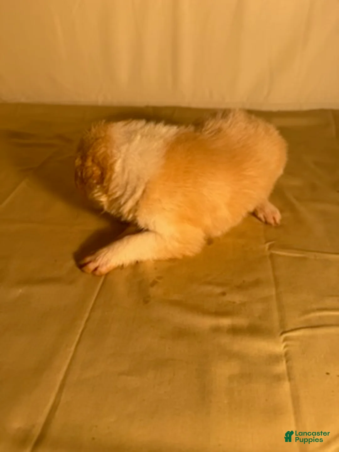 Border Collie dogs for sale: Golden Male  - Ad 2