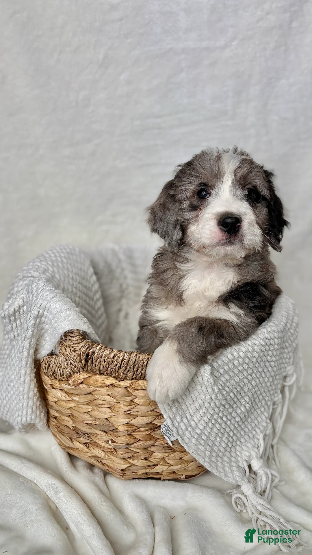 Bernedoodle dogs for sale: Rocky - Ad 4