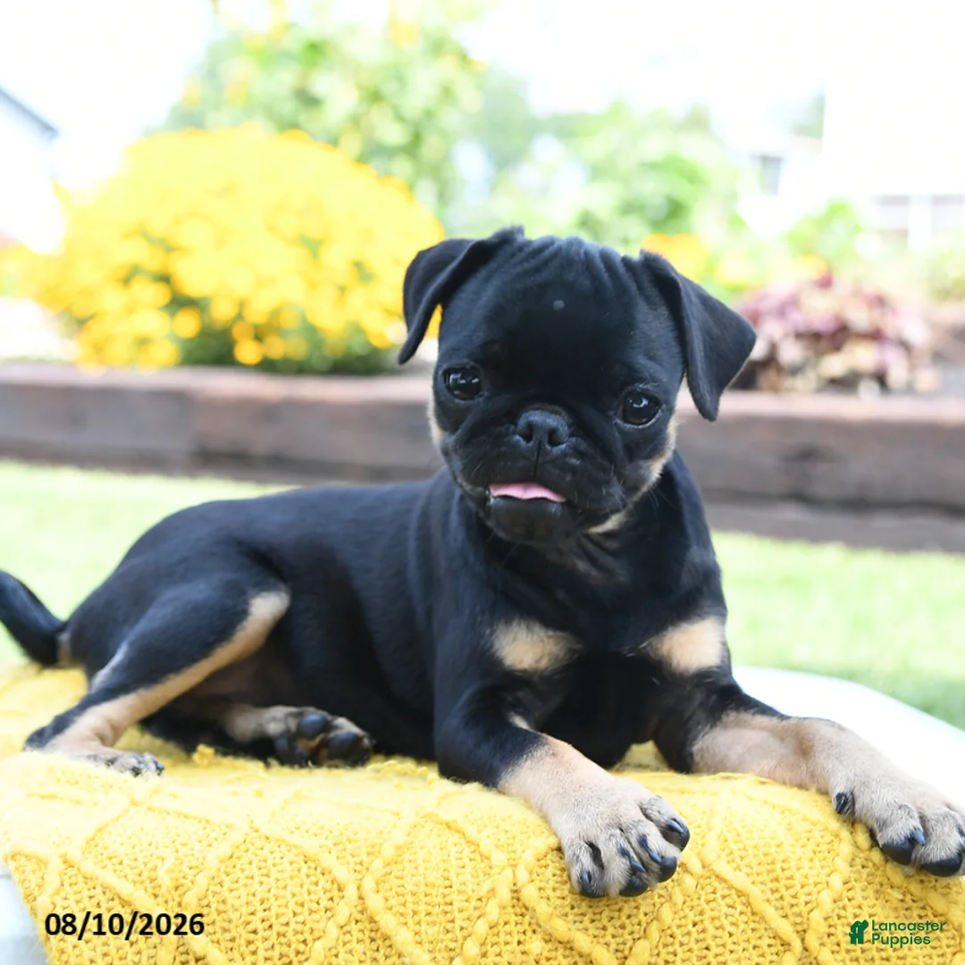 Pug dogs for sale: Bonnie - Ad 1