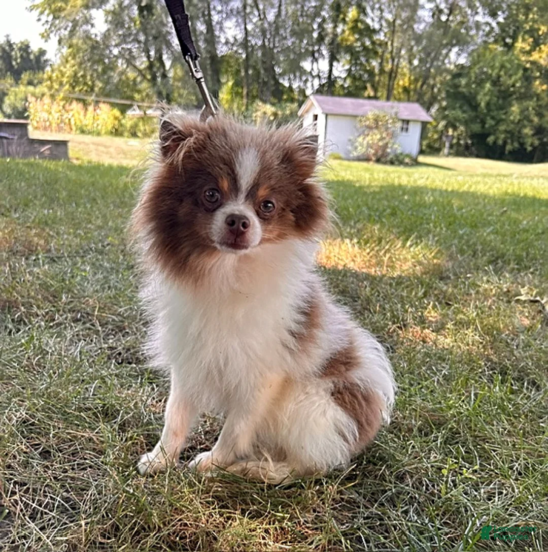 Pomeranian dogs for sale: Elsa - Ad 5