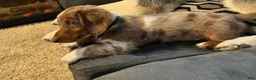 Miniature Dachshund dogs for sale: Miniature Dachshund Puppy 1 - Ad 3