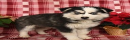 Pomsky dogs for sale: Frost  - Ad 2