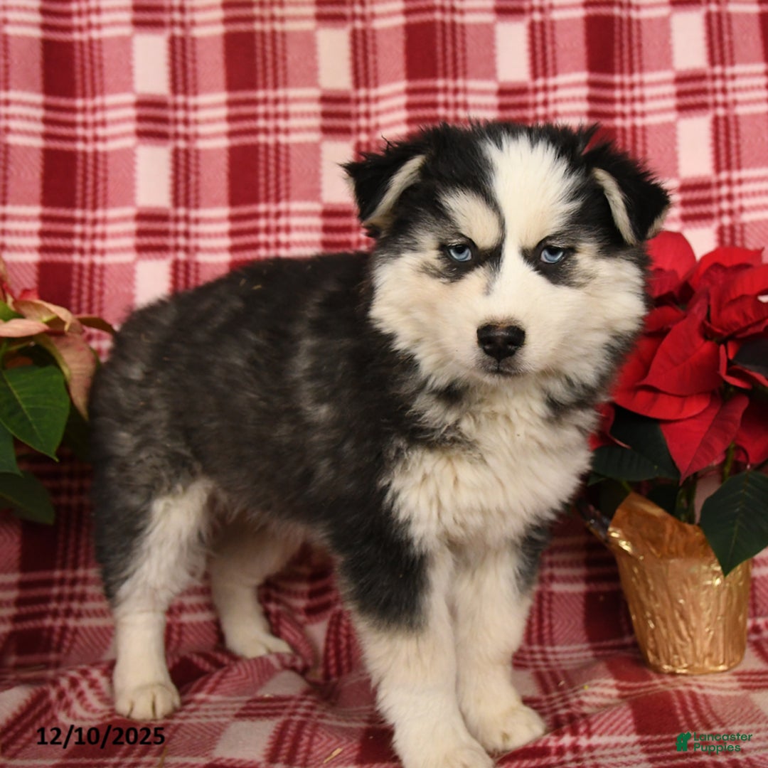 Pomsky dogs for sale: Frost  - Ad 2