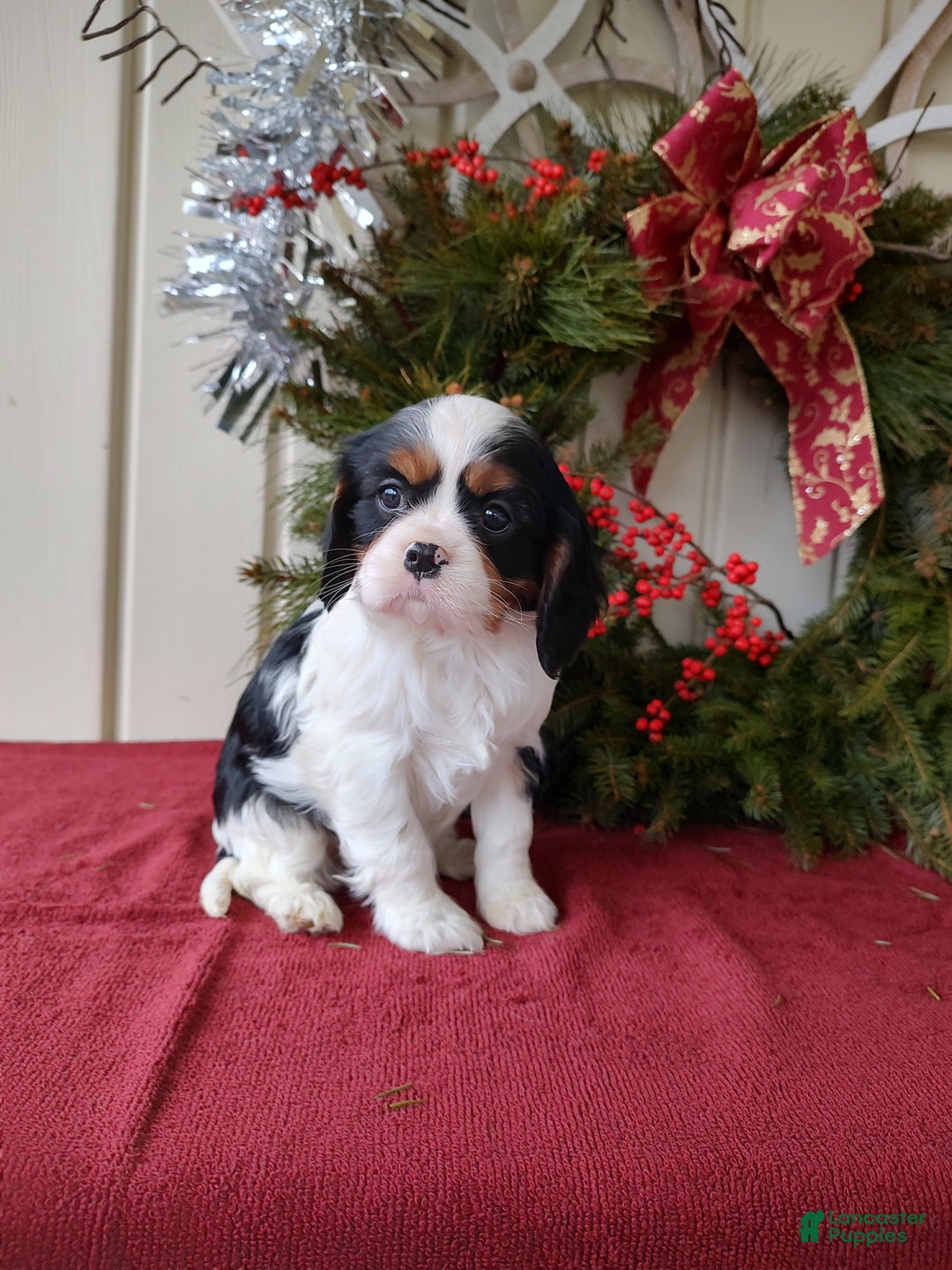 Cavalier King Charles Spaniel dogs for sale: Bruce - Ad 1