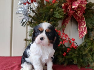 Cavalier King Charles Spaniel dogs for sale: Bruce - Ad 2