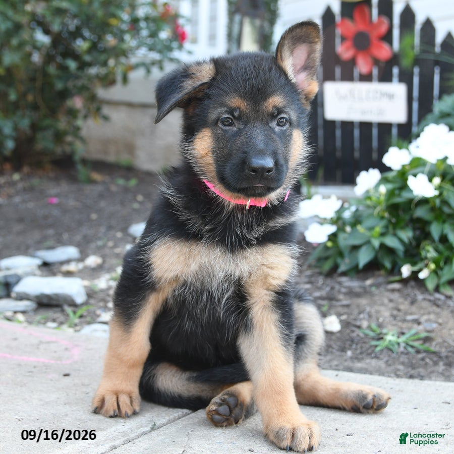 German Shepherd dogs for sale: Rosalee - Ad 4
