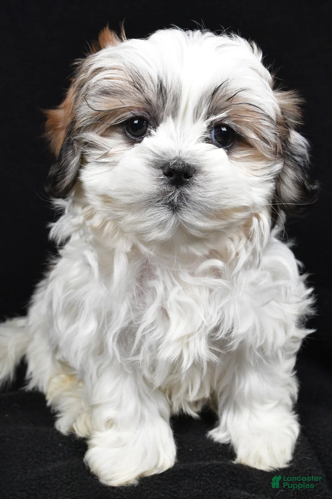 Teddy Bear dogs for sale: Eddy - Ad 6