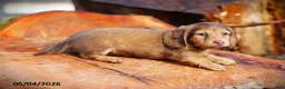 Miniature Dachshund dogs for sale: Diamond - Ad 3
