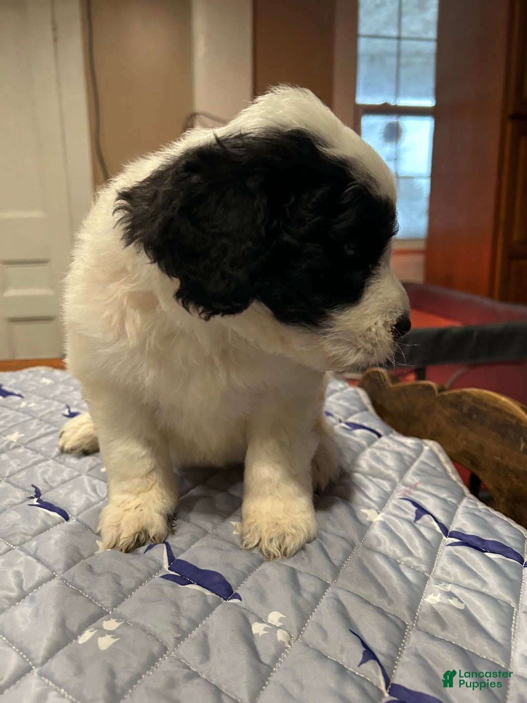 Mixed Breed dogs for sale: Koda - Ad 2