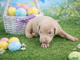 Doberman Pinscher dogs Silvan - Ad 7