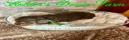 Miniature Dachshund dogs for sale: Bashful - Ad 4