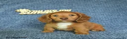 Miniature Dachshund dogs for sale: Jordan  - Ad 2