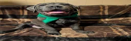Cane Corso dogs for sale: Green  - Ad 3
