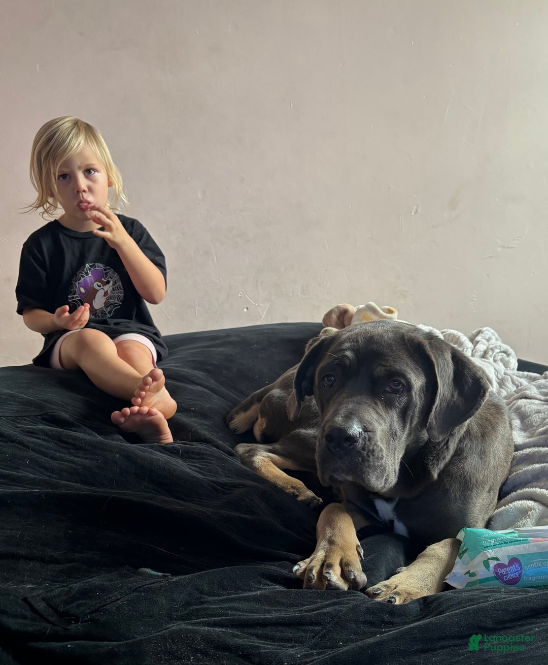 Cane Corso dogs for sale: Everest  - Ad 4