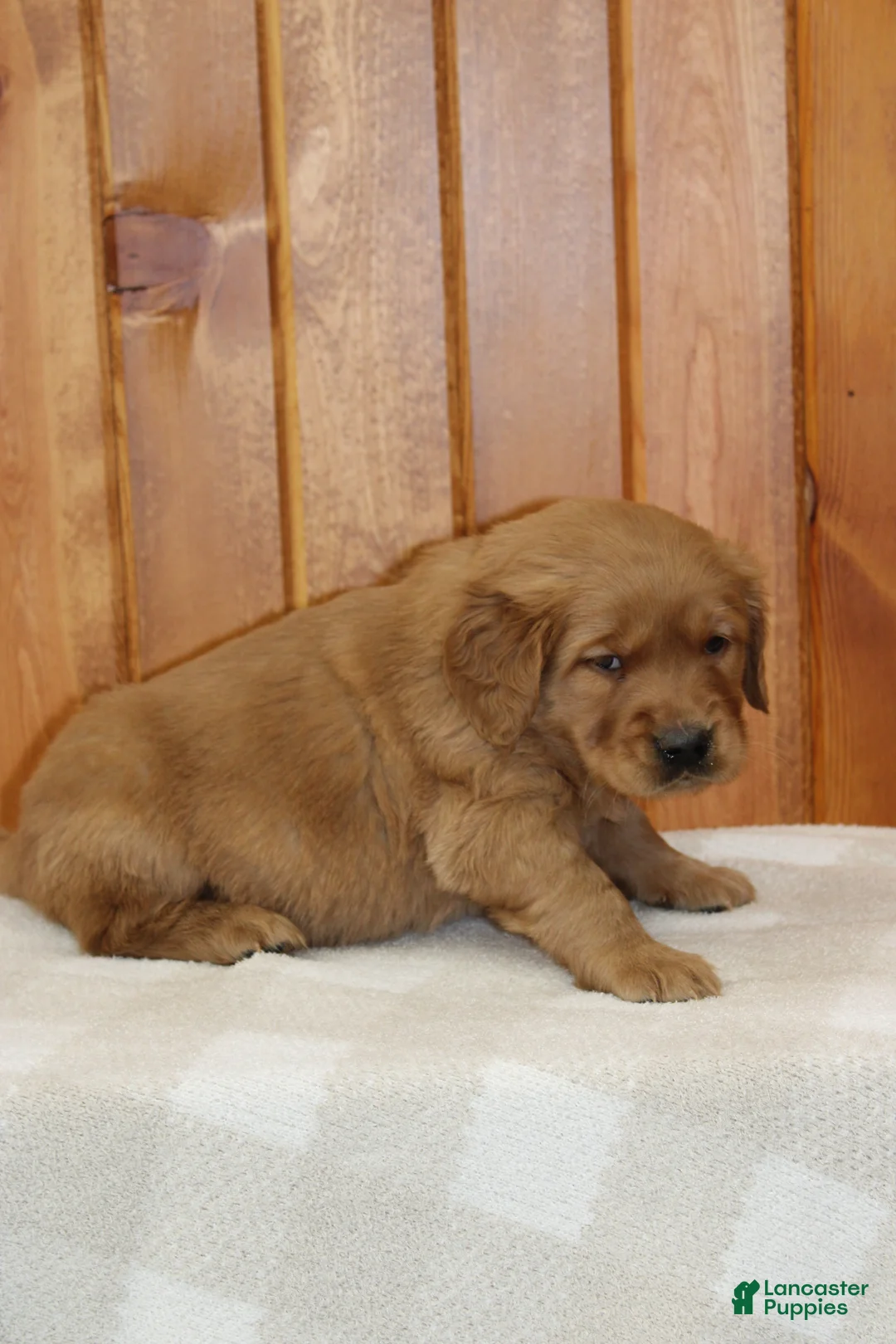 Golden Retriever dogs for sale: Comrade - Ad 8