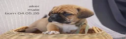 Puggle dogs for sale: Aker - Ad 1