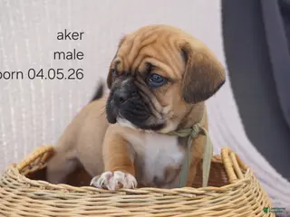 Puggle dogs for sale: Aker - Ad 3