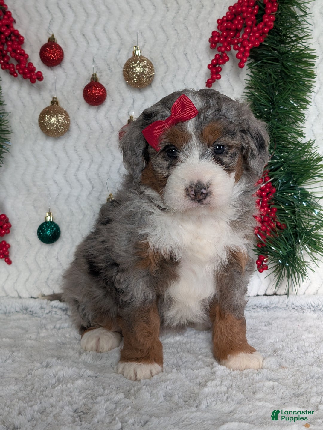 Mini Bernedoodle dogs for sale: Mini Opal  - Ad 20