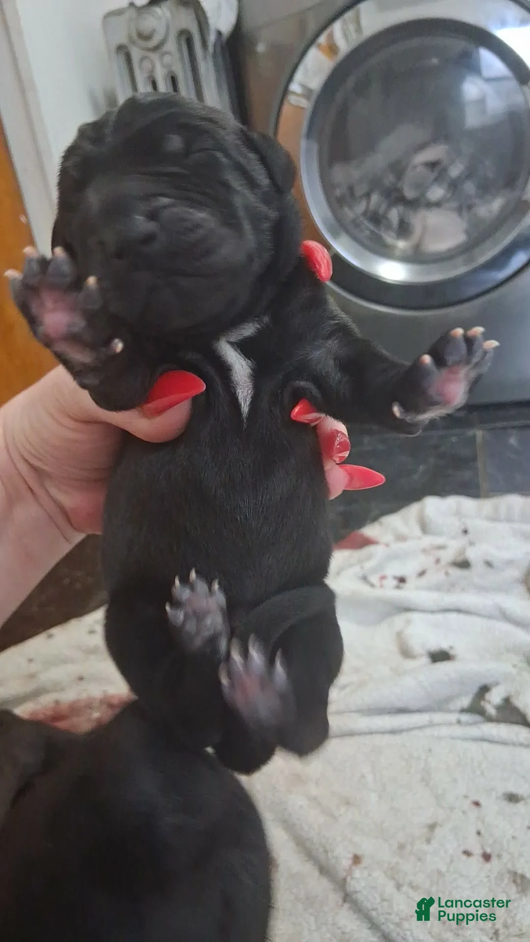 Great Dane dogs for sale: Great Dane Puppy 3 - Ad 10