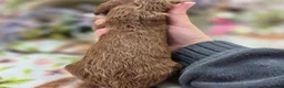 Cockapoo dogs for sale: Nigel - Ad 5
