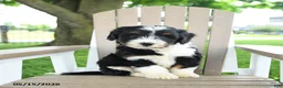 Mixed Breed dogs for sale: Rex - Ad 5