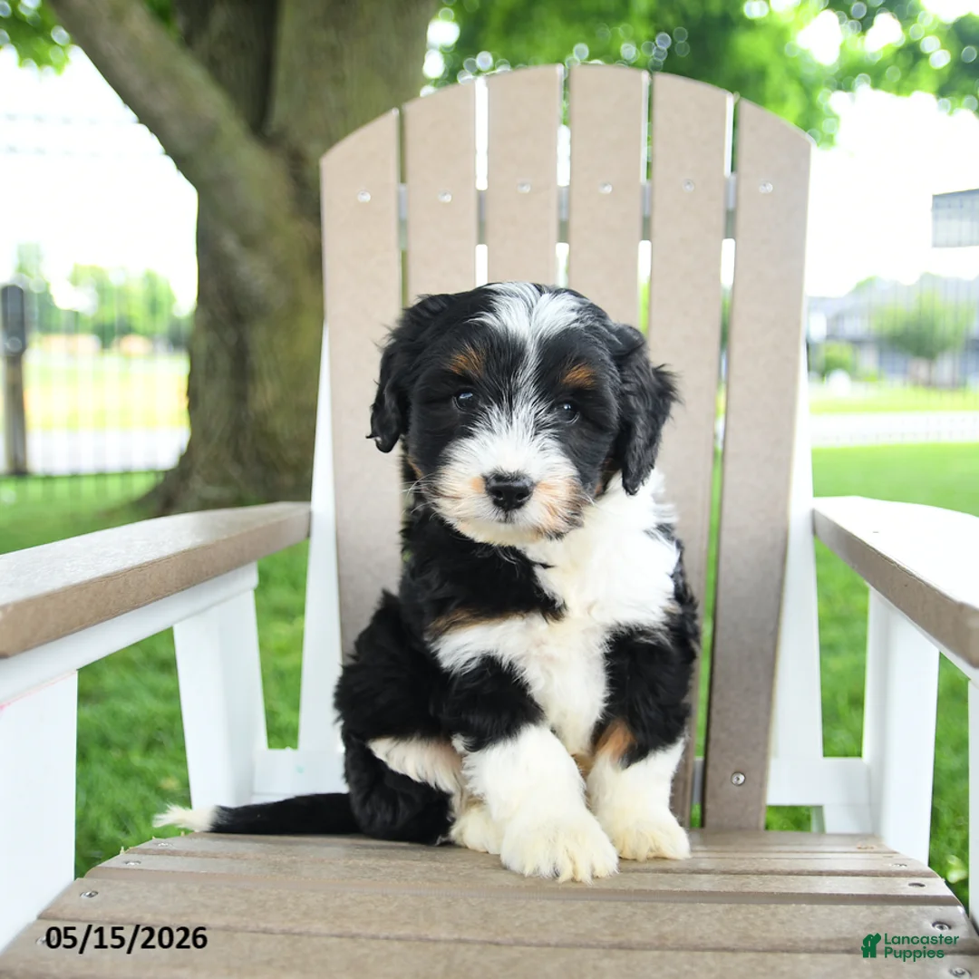 Mixed Breed dogs for sale: Rex - Ad 5