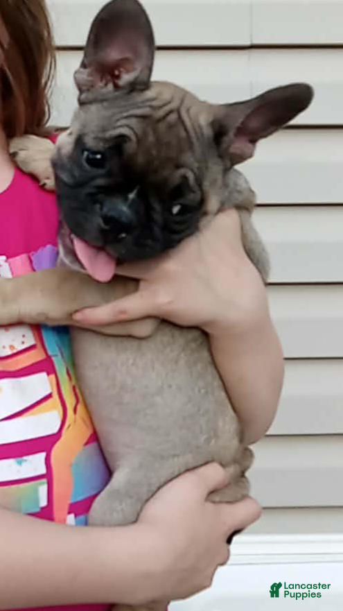 French Bulldog dogs Jojo - Ad 1