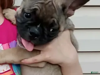 French Bulldog dogs Jojo - Ad 32