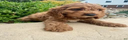 Cockapoo dogs for sale: Otis - Ad 6