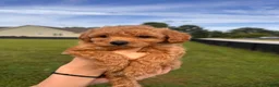 Toy Poodle dogs for sale: Toy Poodle 2 - Ad 3