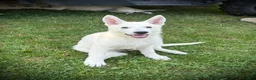 German Shepherd dogs for sale: Fonzy - Ad 1
