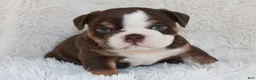 English Bulldog dogs for sale: AKC Olive  - Ad 9