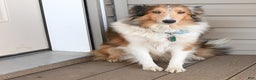 Shetland Sheepdog dogs for sale: Marie   - Ad 6