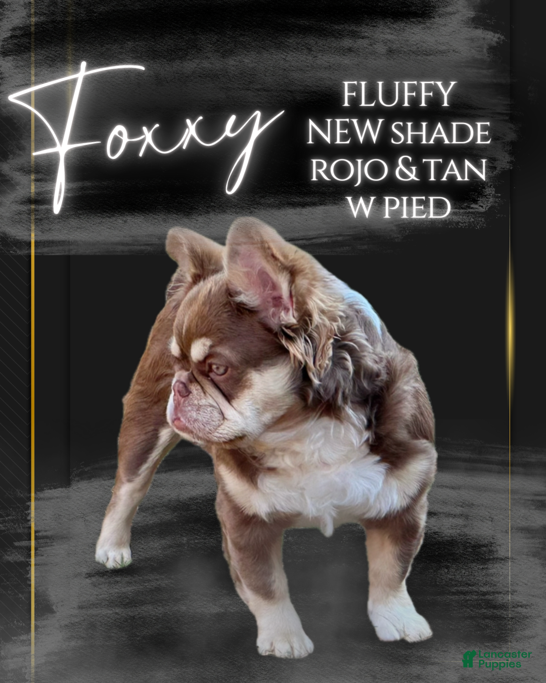 French Bulldog dogs for sale: Kamilla-Full Fluffy Choc & Tan Koi w Testable - Ad 9