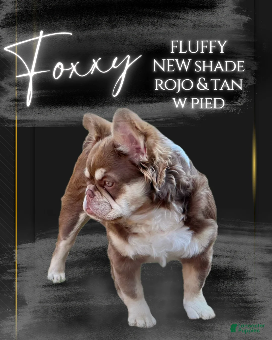 French Bulldog dogs for sale: Karina-Full Fluffy Panda Husky - Ad 15