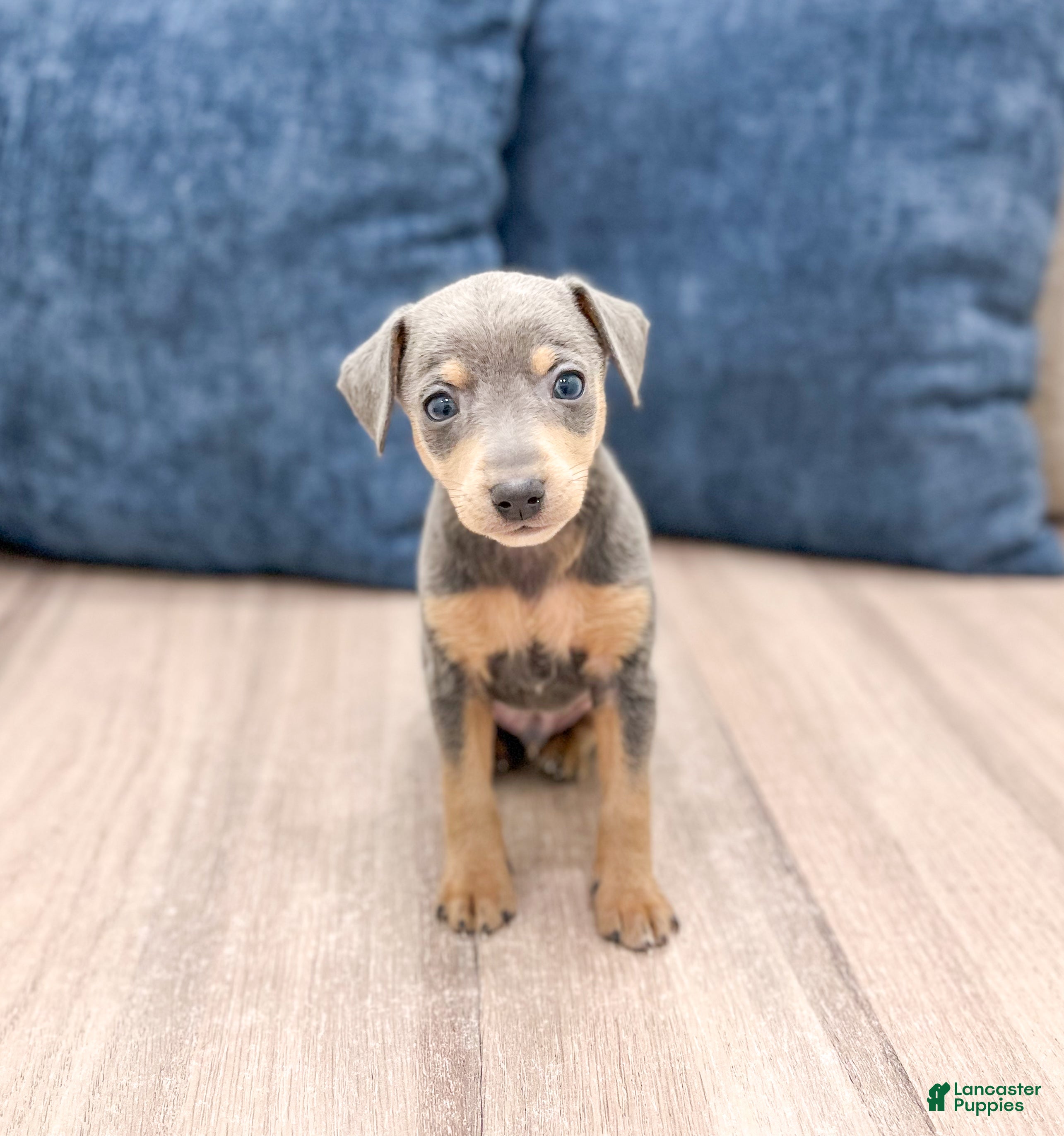 Blue Miniature Pinscher Puppies for sale Lancaster Puppies
