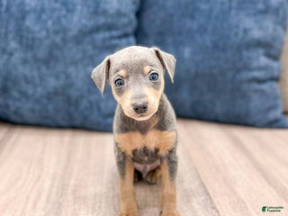 Miniature Pinscher dogs - Ad 5
