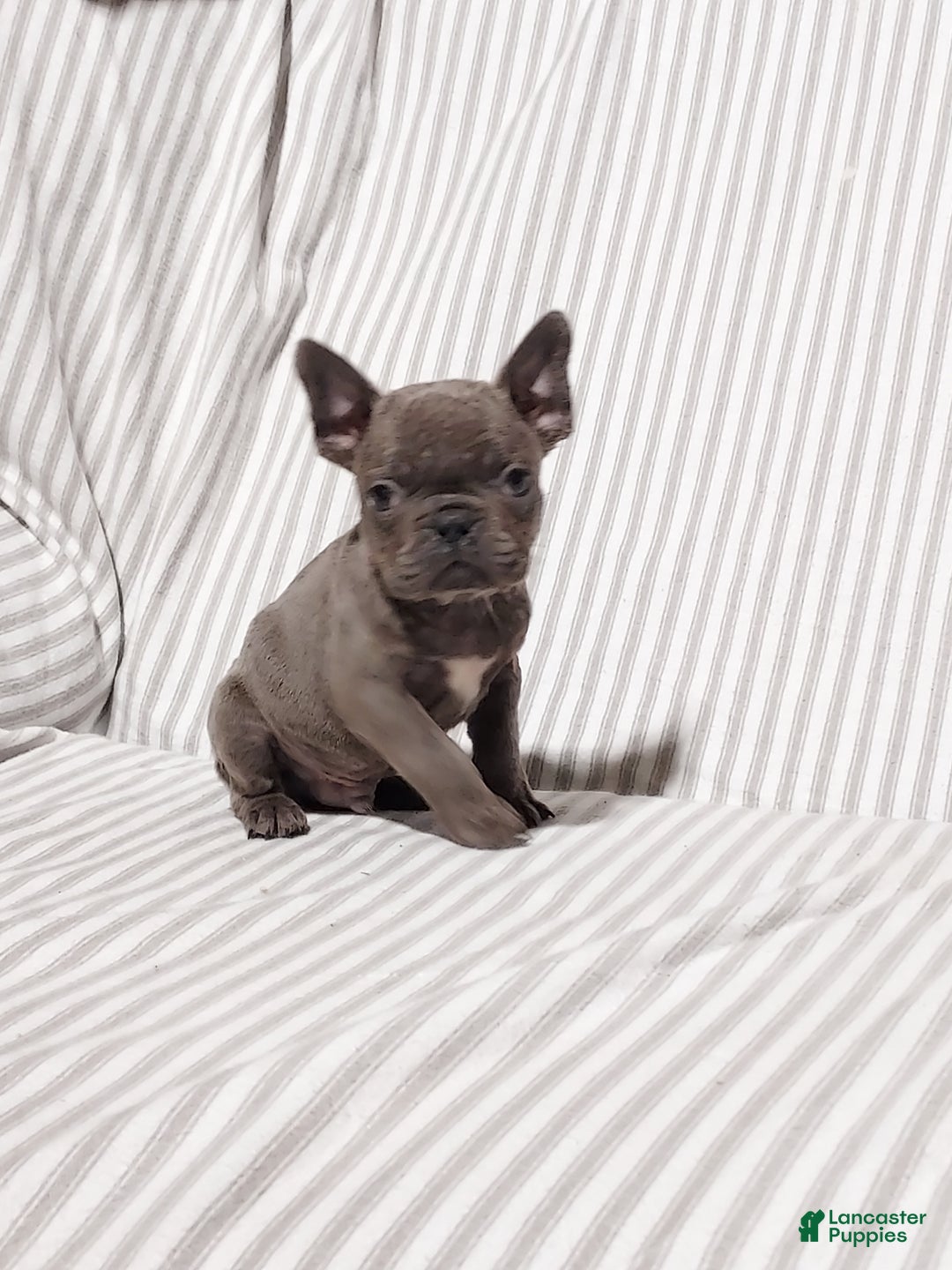 Mixed Breed dogs for sale: Cooper - Ad 16