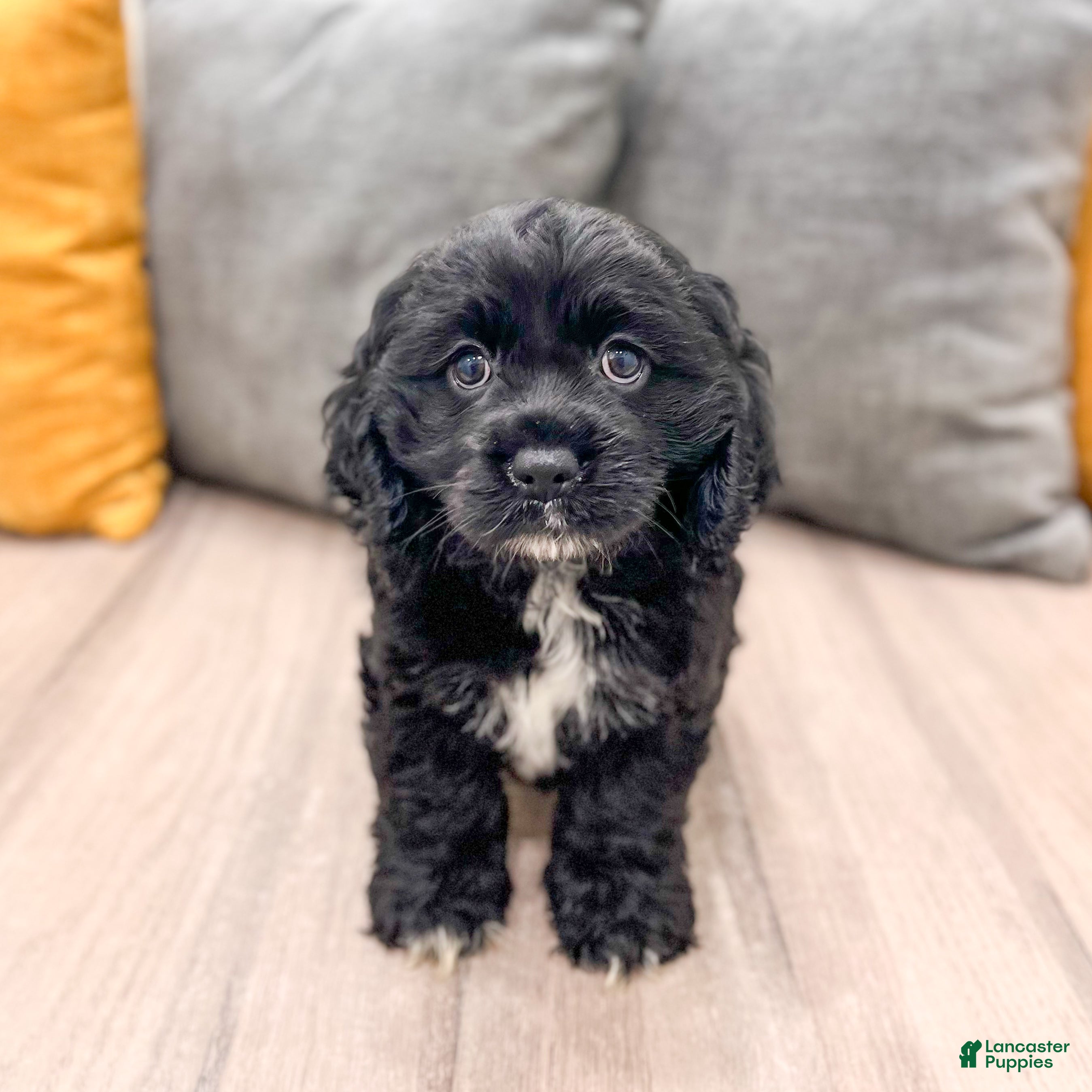 Cocker Spaniel dogs Hazel - Ad 1