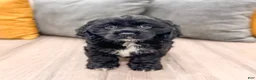 Cocker Spaniel dogs for sale: Hazel - Ad 1