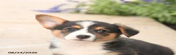 Welsh Corgi Pembroke dogs for sale: Luca - Ad 5