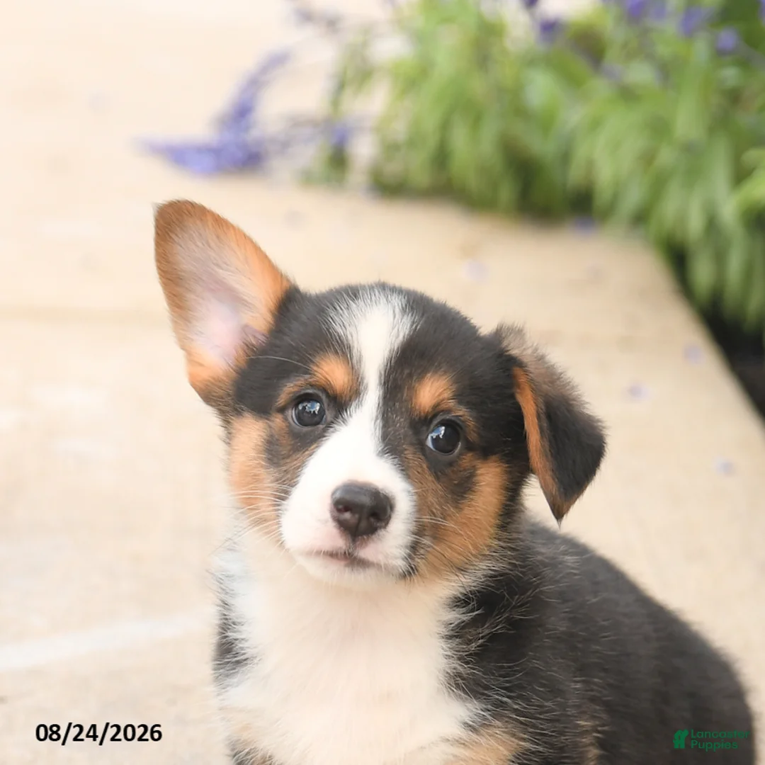 Welsh Corgi Pembroke dogs for sale: Luca - Ad 5