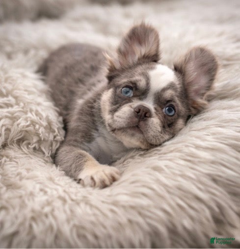 French Bulldog dogs French Bulldog Puppy 2 - Ad 1