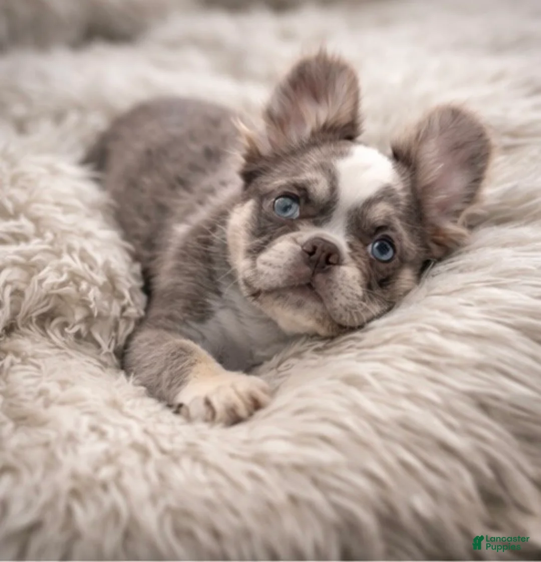 French Bulldog dogs for sale: French Bulldog Puppy 2 - Ad 1