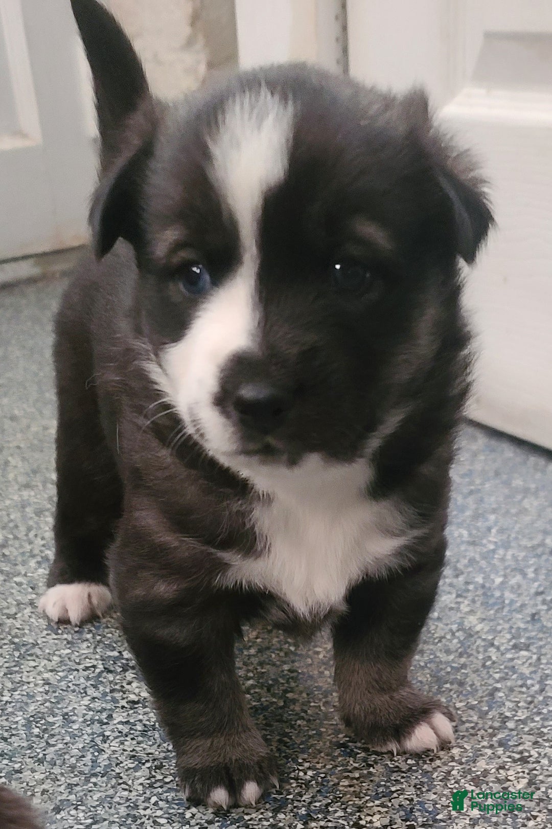 Pomsky dogs for sale: Capu - Ad 2