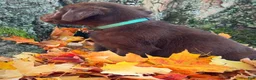 Labrador Retriever dogs for sale: Labrador Retriever 1 - Ad 11