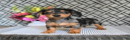 Miniature Dachshund dogs for sale: Oreo - Ad 2